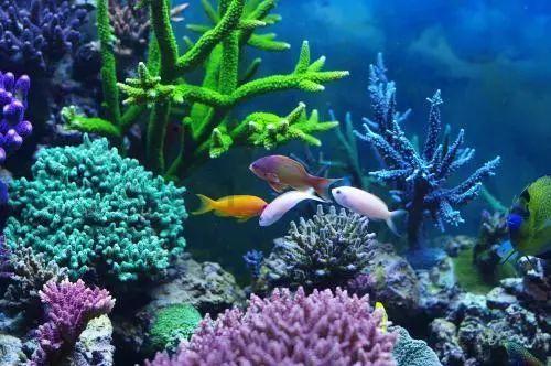 小猫钓鱼开船版最新版下载